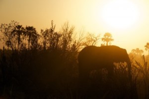 elephant-828991_960_720